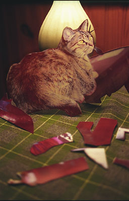 Kat-cut_cat